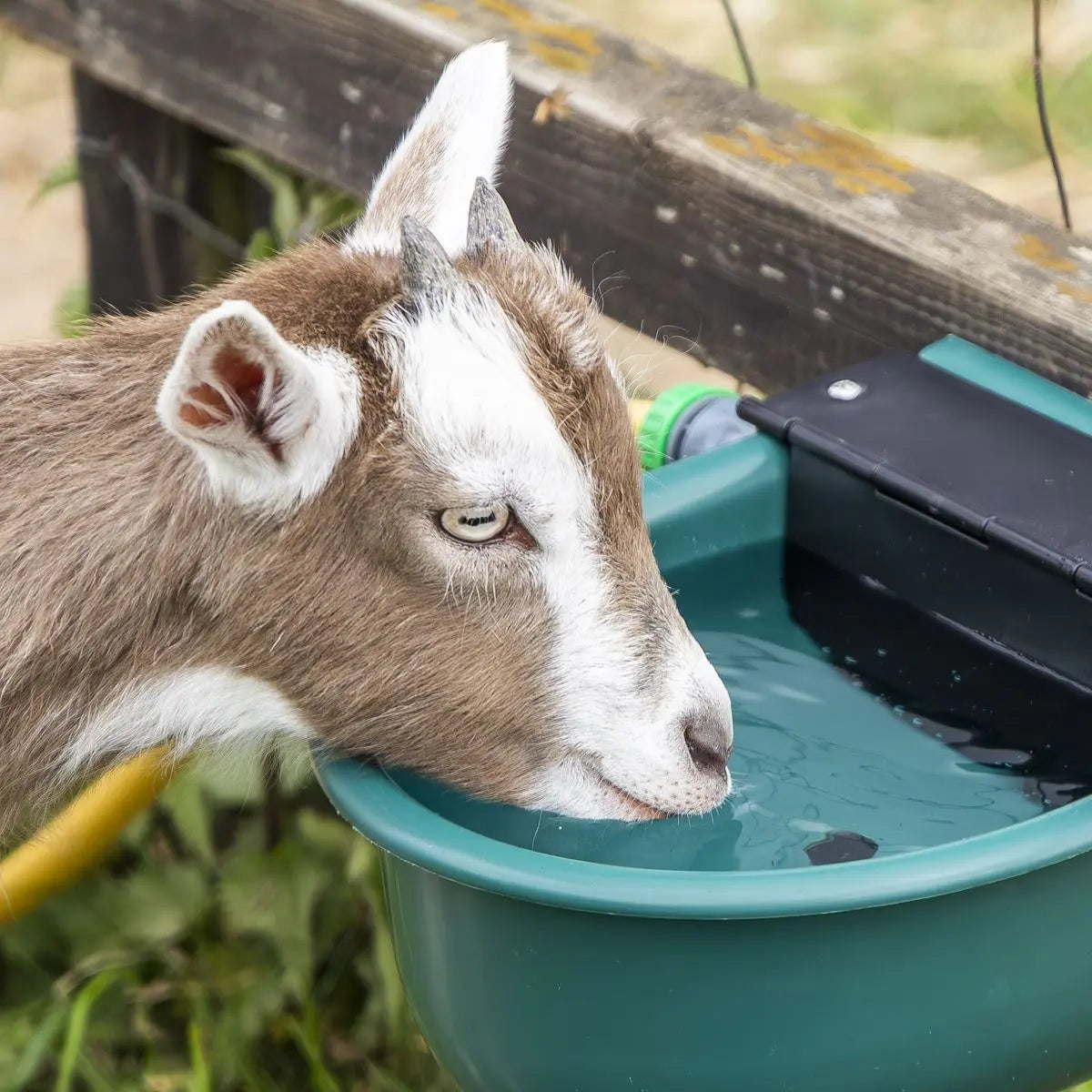 Sealey Automatic Cattle Drinking Bowl 4L White Rose Tools