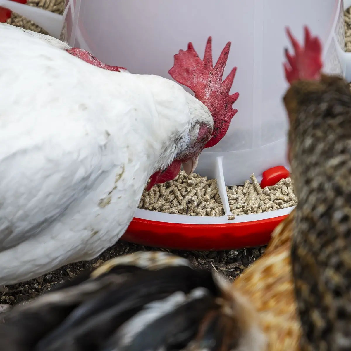 Sealey Poultry Feeder 6kg White Rose Tools