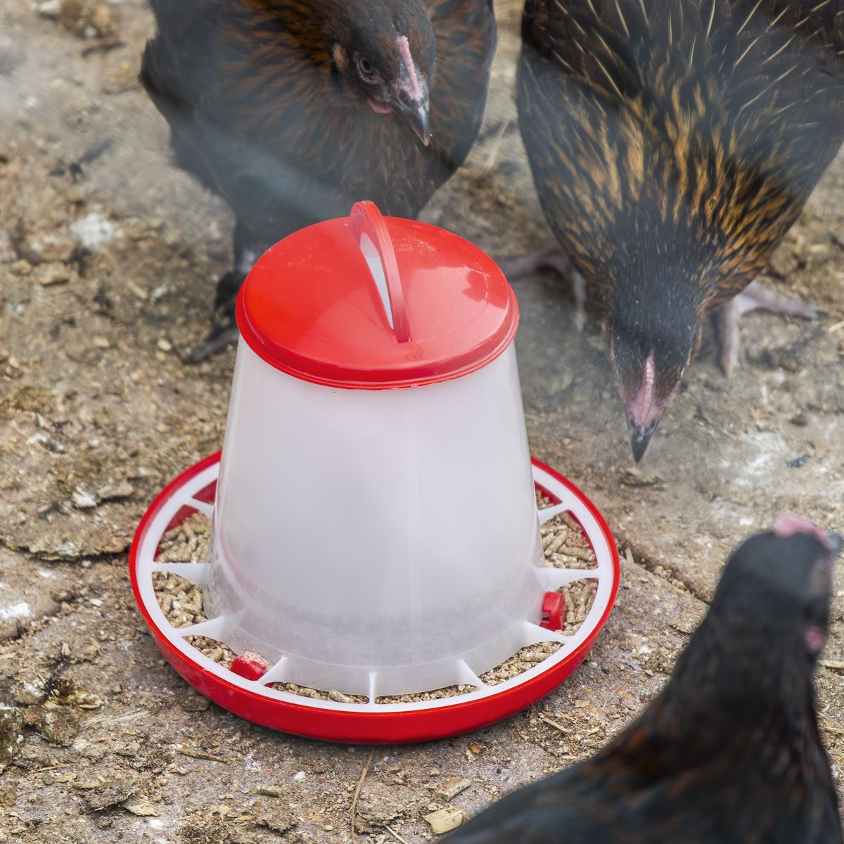 Sealey Poultry Feeder 1.5kg - Pack of 5  White Rose Tools
