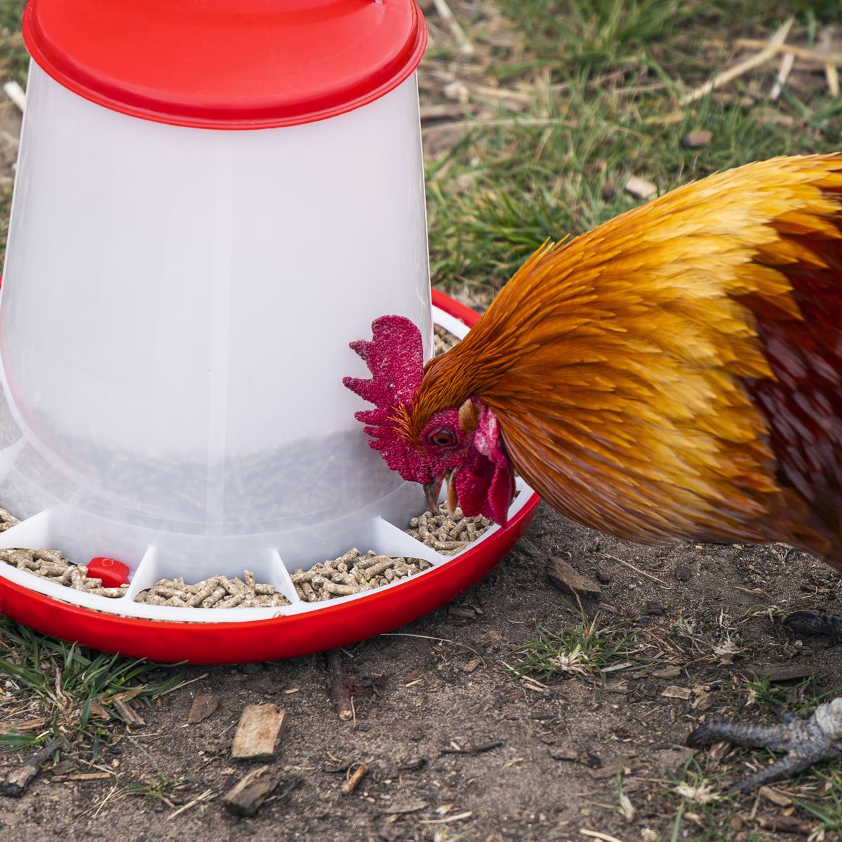 Sealey Poultry Feeder 3kg - Pack of 3  White Rose Tools