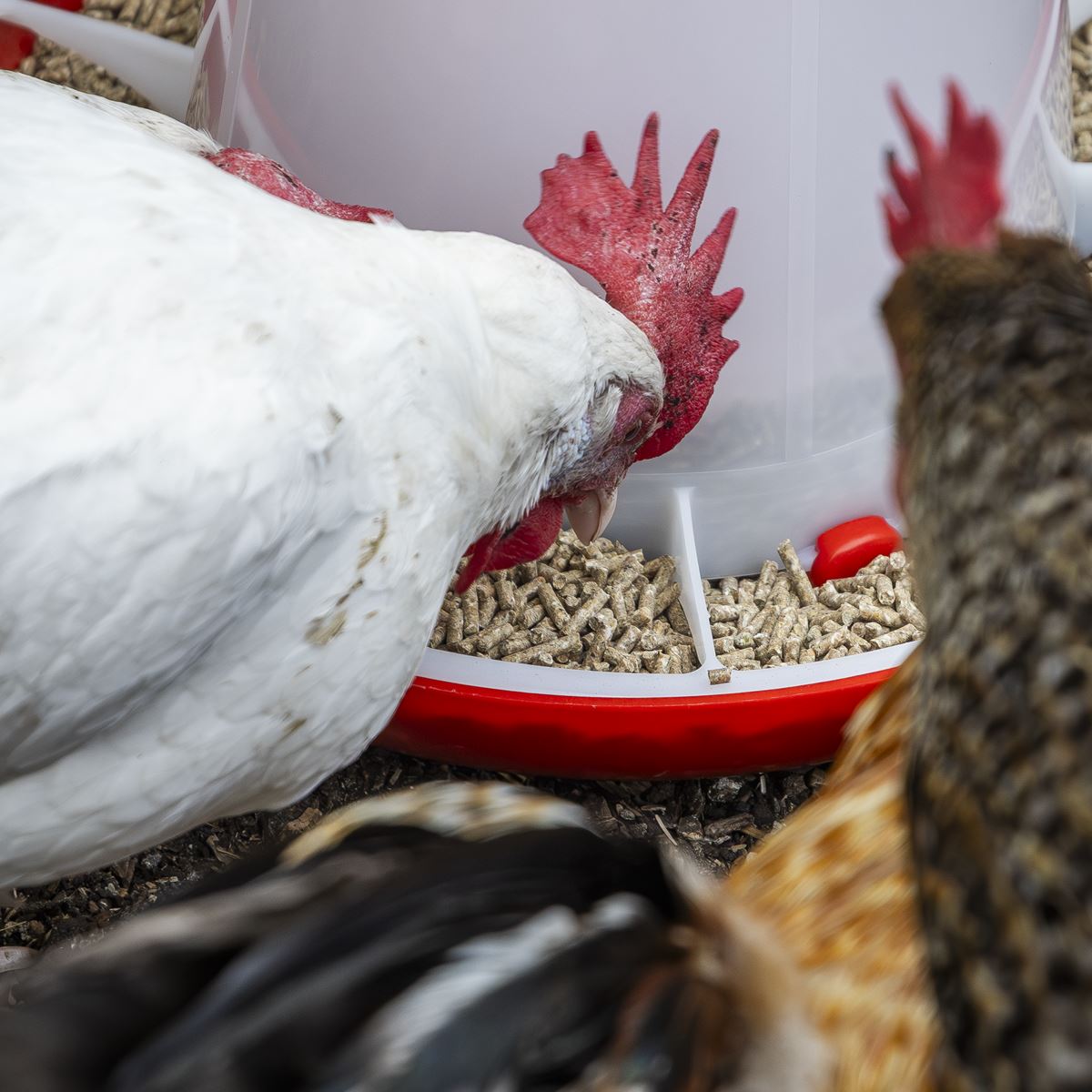 Sealey Poultry Feeder 6kg 
