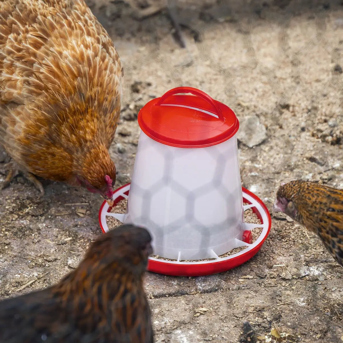 Sealey Poultry Feeder 1.5kg  White Rose Tools