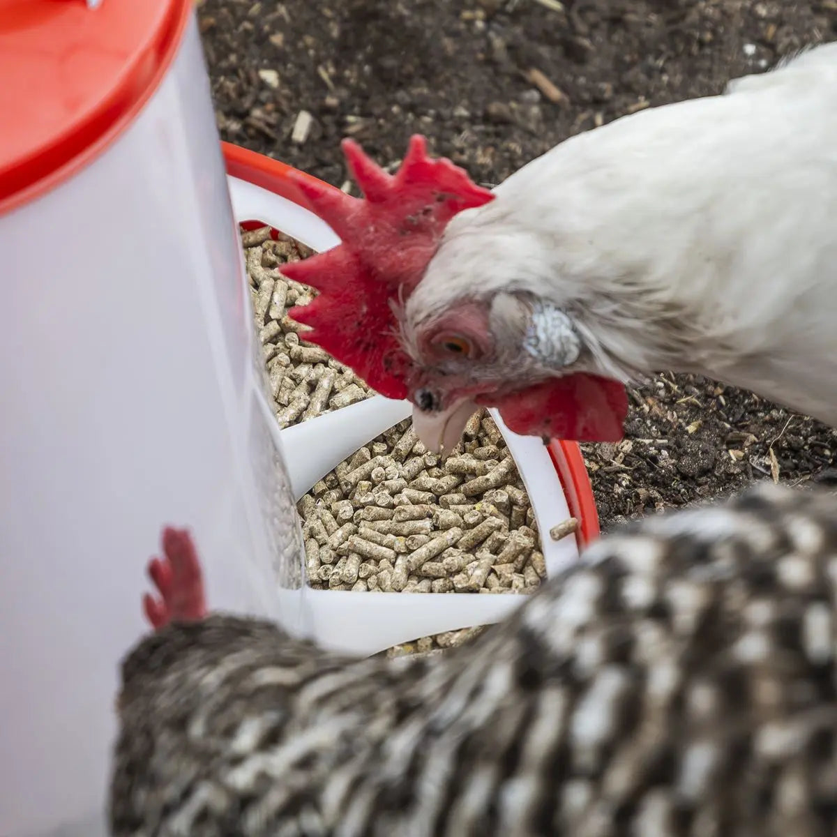 Sealey Poultry Feeder 1.5kg  White Rose Tools