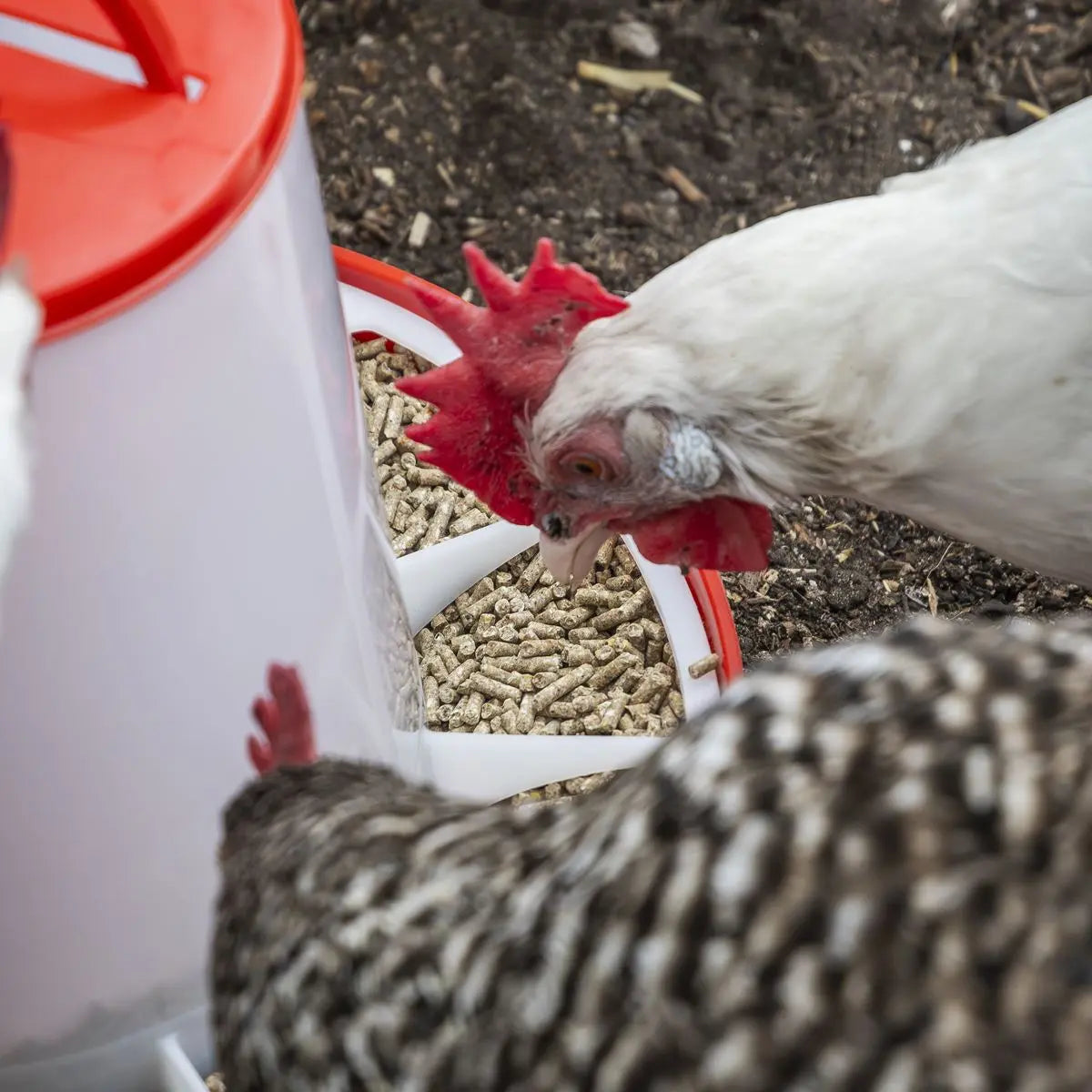 Sealey Poultry Feeder 6kg - Pack of 2  White Rose Tools