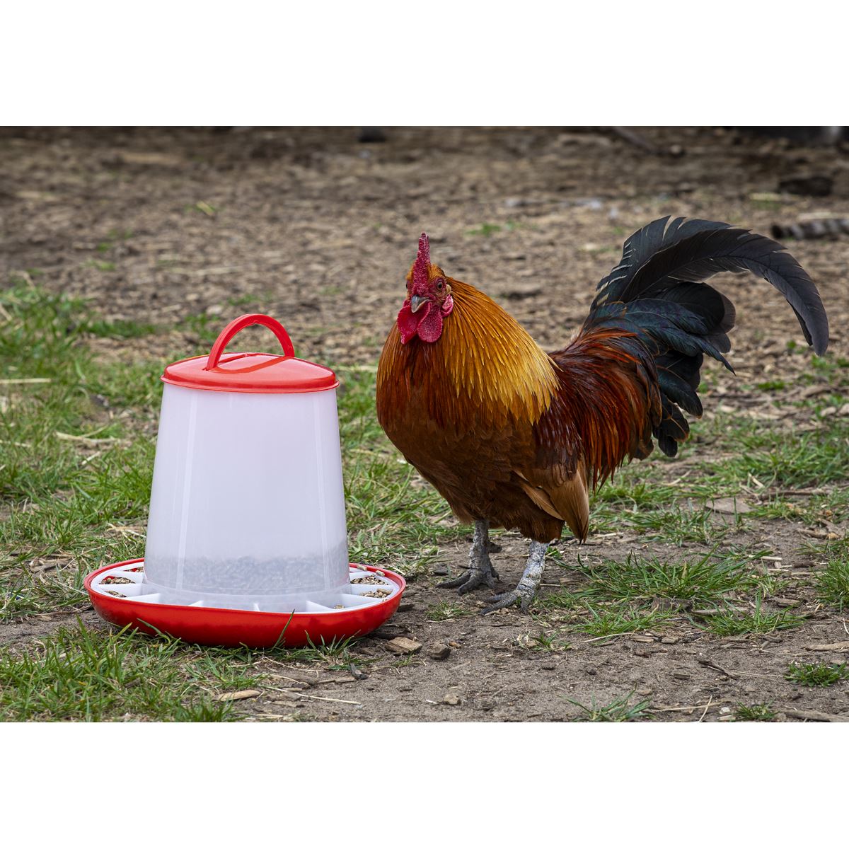 Sealey Poultry Feeder 3kg - Pack of 3  White Rose Tools