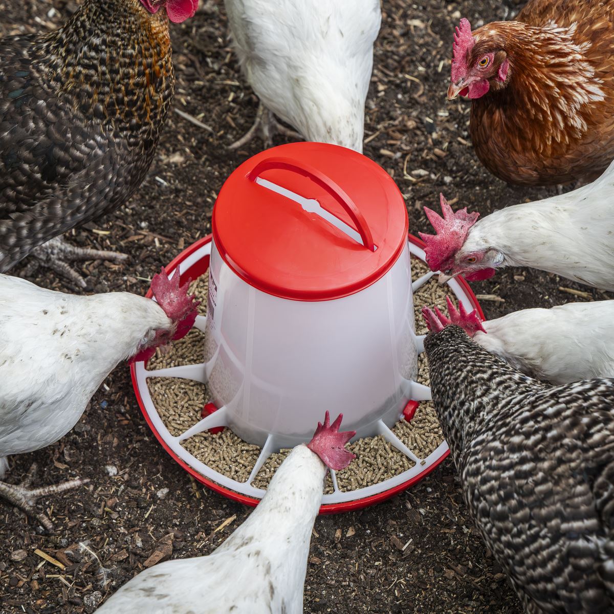 Sealey Poultry Feeder 6kg - Pack of 2  White Rose Tools